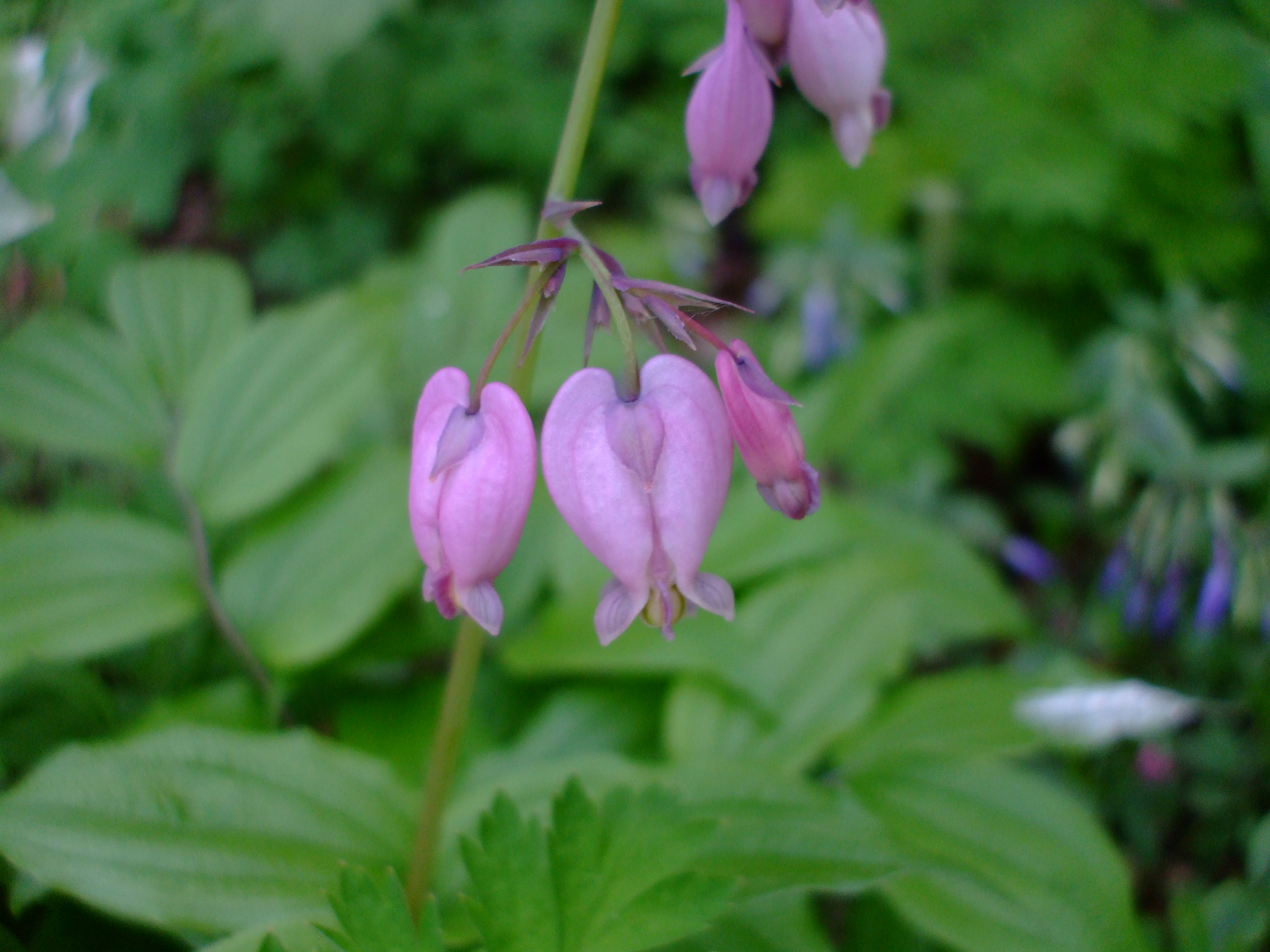 Dicentra formosa